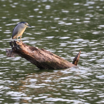 heron bihoreau gris_20270721_a